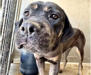Rottweiler-Unknown Mix Dogs for adoption in San Bernardino, CA, USA