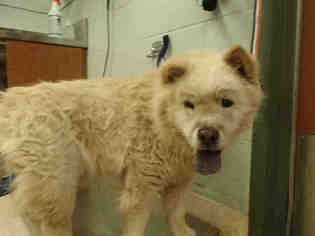 Chow Chow Dogs for adoption in Rancho Cucamonga, CA, USA