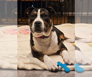 American Pit Bull Terrier-Unknown Mix Dogs for adoption in Wenonah, NJ, USA