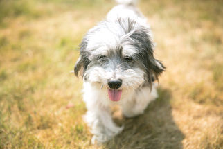 Maltese Dogs for adoption in Bellevue, WA, USA
