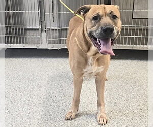 Staffordshire Bull Terrier-Unknown Mix Dogs for adoption in Houston, TX, USA