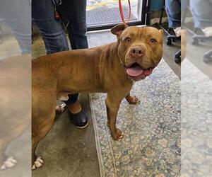 Mutt Dogs for adoption in Camarillo, CA, USA