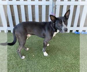 Staffordshire Bull Terrier-Unknown Mix Dogs for adoption in Modesto, CA, USA