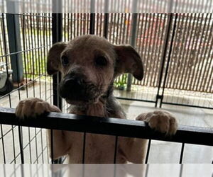 Labrador Retriever-Unknown Mix Dogs for adoption in Palmetto, FL, USA