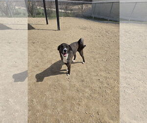 Huskies -Plott Hound Mix Dogs for adoption in Maquoketa, IA, USA