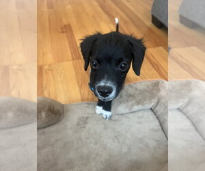 Mutt Dogs for adoption in Morganville, NJ, USA