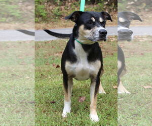 Labrador Retriever-Unknown Mix Dogs for adoption in Prattville, AL, USA