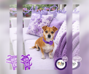 Chihuahua Dogs for adoption in Menifee, CA, USA