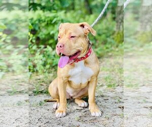 American Pit Bull Terrier-Unknown Mix Dogs for adoption in Jackson , NJ, USA