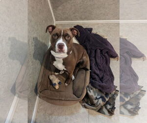 Boxer-Unknown Mix Dogs for adoption in McCormick, SC, USA