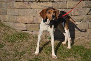 Treeing Walker Coonhound Dogs for adoption in Cincinnati, OH, USA
