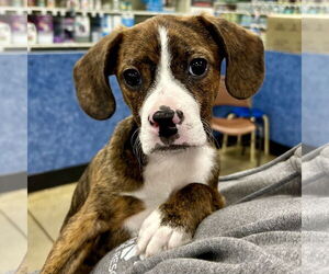 Boglen Terrier Dogs for adoption in Batavia, OH, USA