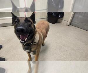 Mutt Dogs for adoption in Riverside, CA, USA