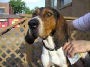 Treeing Walker Coonhound Dogs for adoption in Overland Park, KS, USA