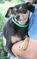 Chiweenie Dogs for adoption in Prattville, AL, USA