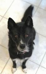 Border Collie-Unknown Mix Dogs for adoption in GREENLAWN, NY, USA