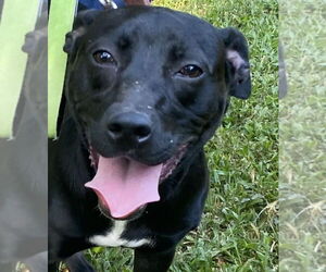 Labrador Retriever-Unknown Mix Dogs for adoption in Canton, CT, USA