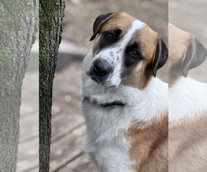Anatolian Shepherd-Great Pyrenees Mix Dogs for adoption in Princeton, MN, USA