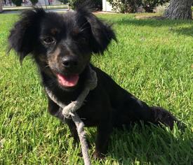 Dachshund Dogs for adoption in Long Beach, CA, USA