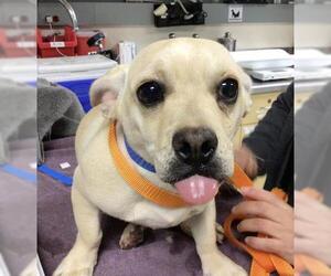 Chihuahua-Unknown Mix Dogs for adoption in Riverside, CA, USA