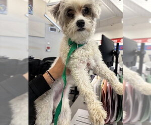Lhasa Apso Dogs for adoption in Rancho Cucamonga, CA, USA