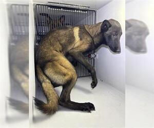 German Shepherd Dog-Unknown Mix Dogs for adoption in Houston, TX, USA