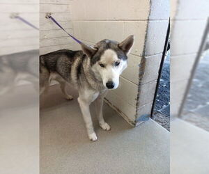 Siberian Husky Dogs for adoption in San Bernardino, CA, USA