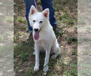 American Eskimo Dog-Golden Retriever Mix Dogs for adoption in Bandera, TX, USA