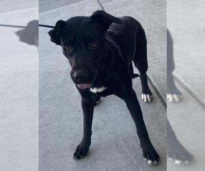 Labrador Retriever Dogs for adoption in Bakersfield, CA, USA