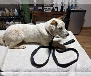 Australian Shepherd-Unknown Mix Dogs for adoption in Chama, NM, USA