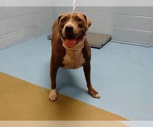 American Pit Bull Terrier-Unknown Mix Dogs for adoption in Moreno Valley, CA, USA