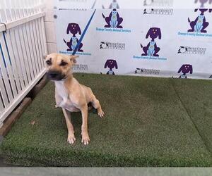 Black Mouth Cur-German Shepherd Dog Mix Dogs for adoption in Orlando, FL, USA