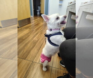 Mutt Dogs for adoption in San Jose, CA, USA