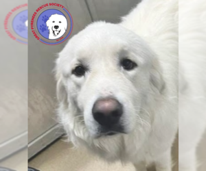 Great Pyrenees Dogs for adoption in Spring, TX, USA
