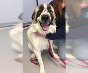 Great Pyrenees Dogs for adoption in Negaunee, MI, USA