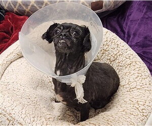 Shih Tzu-Unknown Mix Dogs for adoption in Springfield, MA, USA