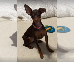 Miniature Pinscher Dogs for adoption in Pacolet, SC, USA