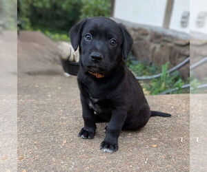 Golden Retriever-Unknown Mix Dogs for adoption in Vail, AZ, USA