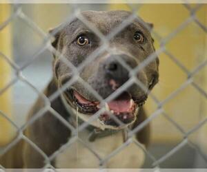 American Bulldog-Unknown Mix Dogs for adoption in Tulsa, OK, USA