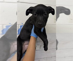 Mutt Dogs for adoption in San Bernardino, CA, USA