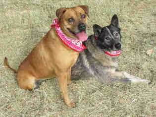 Boxador Dogs for adoption in Oklahoma City, OK, USA