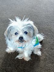 Shih Tzu Dogs for adoption in Livonia, MI, USA