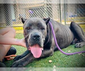 Mutt Dogs for adoption in Orlando, FL, USA