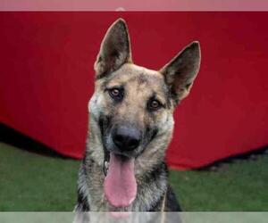 German Shepherd Dog Dogs for adoption in Atlanta, GA, USA