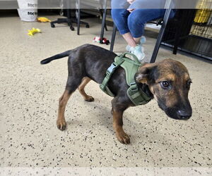 German Shepherd Dog-Unknown Mix Dogs for adoption in Albemarle, NC, USA