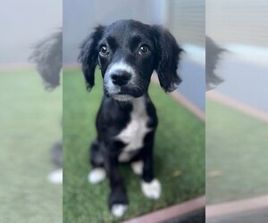 Spaniel-Unknown Mix Dogs for adoption in Los Angeles, CA, USA