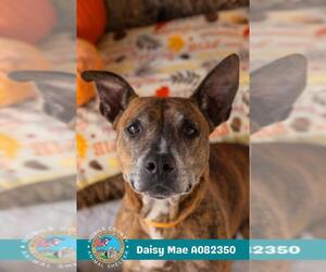 American Pit Bull Terrier-Unknown Mix Dogs for adoption in Mobile, AL, USA