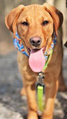 Labrador Retriever Dogs for adoption in Huntsville, AL, USA