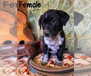 Borador Dogs for adoption in vacaville, CA, USA