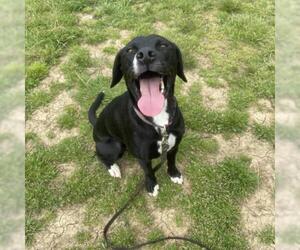 Labrador Retriever Dogs for adoption in Opelika, AL, USA
